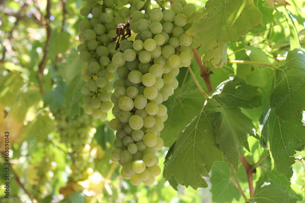 a bunch of grapes in the vineyard.fruit