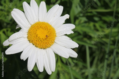 Daisy flowers in nature  photo
