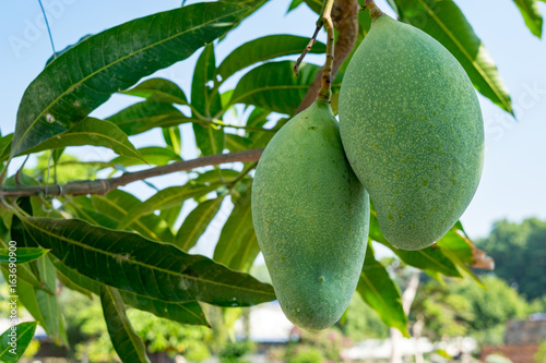 Green mango on tree. Selective focus