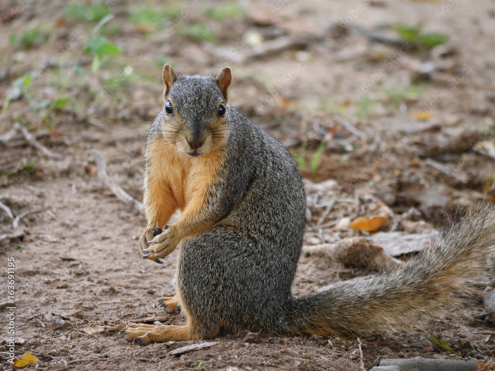 Small squirrel sitting with head turned sideways, looking annoyed at an intruder Small squirrel sitting with head turned sideways, looking annoyed at an intruder