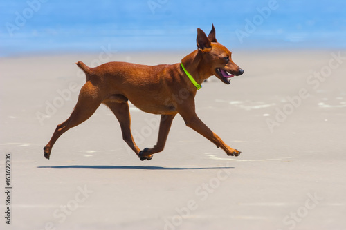 Dog in motion. Dog flies. D...