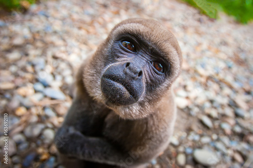 Monkey looks into the camer...