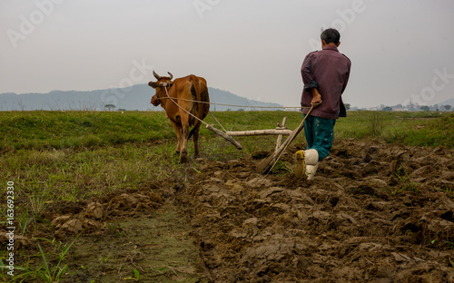 Farmer using buffalo plowing rice field,Asian man using the buffalo to plow for rice plant ,Countryside Thailand