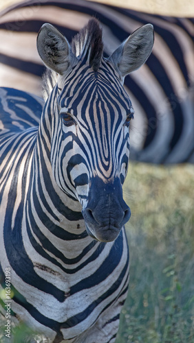 Zebra Headshot