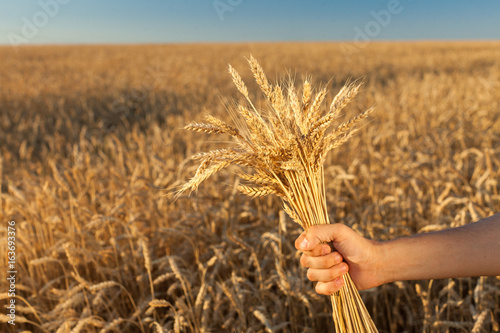 the man holding the ripened cones of wheat on background of ripening ears of meadow wheat field. empty space for the text. agriculture, agronomics, food, production, organic, harvest concept.