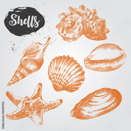 Set of Hand drawn Sea Shells sketch isolated on white background. Collection of realistic various mollusk sea shells different forms  sketch elements vector illustration