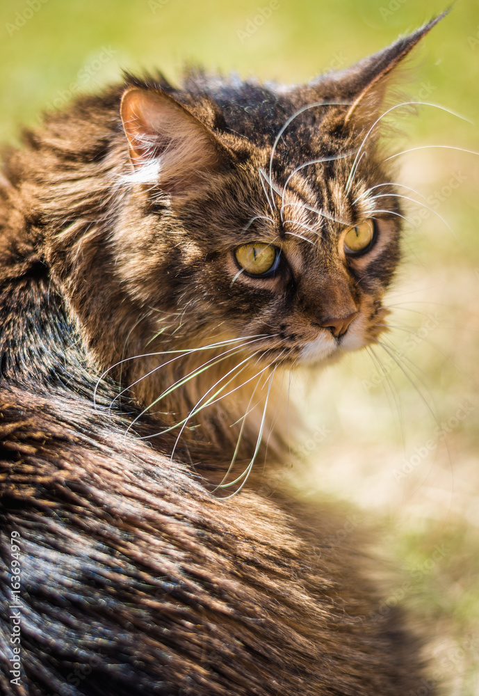 main coon main coon