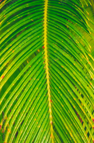 Texture of a palm tree. Bright leaves.