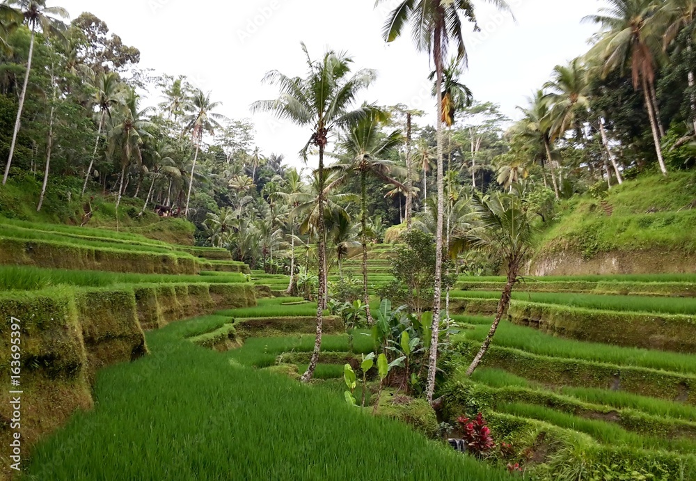 Bali rice terrace