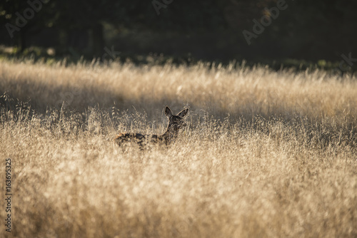 Fototapeta Naklejka Na Ścianę i Meble -  Young hind doe red deer in Autumn Fall forest landscape image