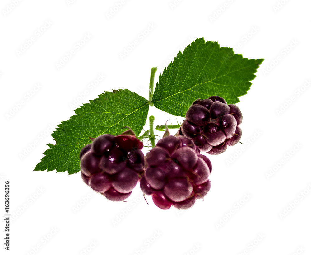 Blackberry on a white background Blackberry on a white background