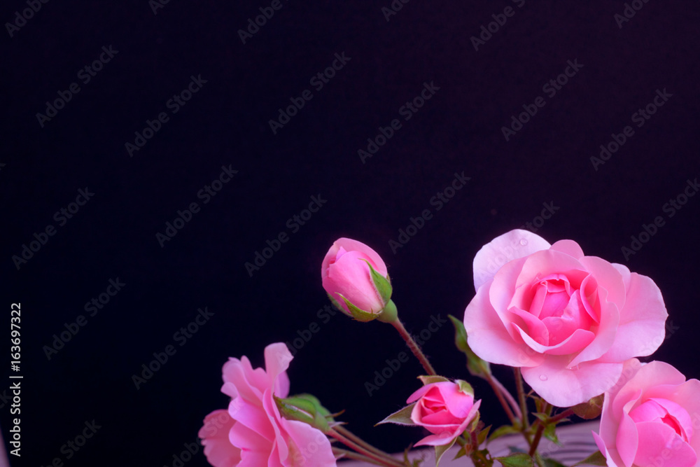 Fototapeta premium Pink roses and buds - black background