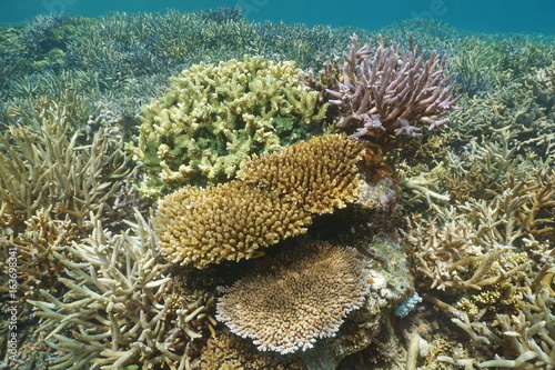Fototapeta Naklejka Na Ścianę i Meble -  Corals underwater on an healthy reef in the lagoon of Grande Terre island, south Pacific ocean, New Caledonia, Oceania