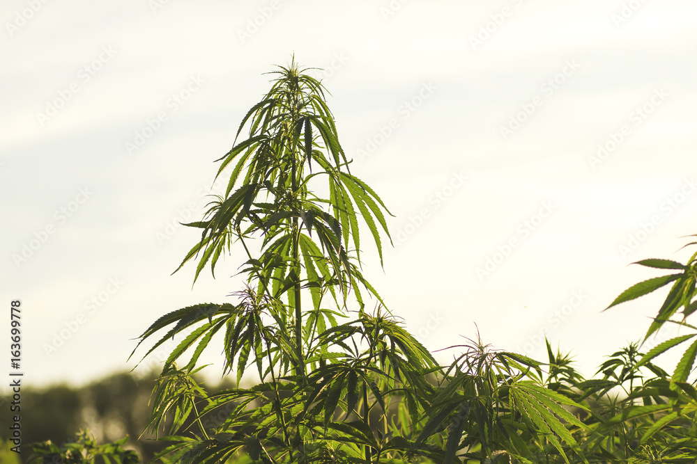 hemp or cannabis plantation hemp or cannabis plantation