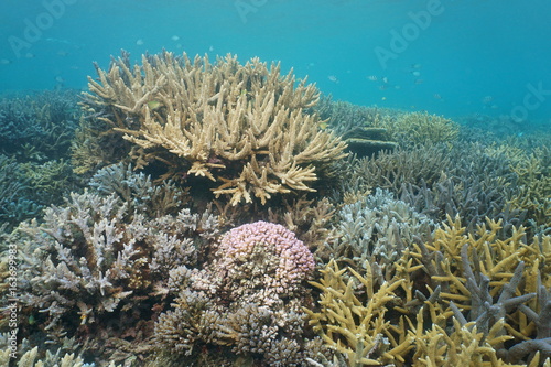 Fototapeta Naklejka Na Ścianę i Meble -  South Pacific ocean underwater coral reef in good condition, New Caledonia, Oceania