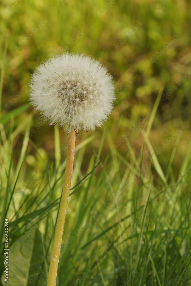 Fleur de pissenlit