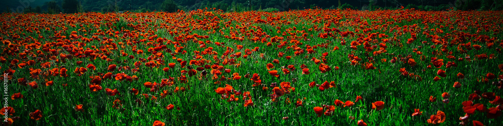 field of red poppy seed flower background