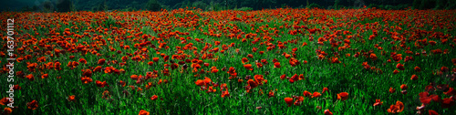 field of red poppy seed flower background © Volodymyr