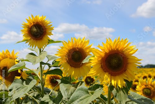 The sunflowers field and clouds in Ukraine