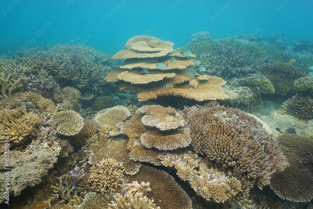 Naklejka premium Underwater coral reef mostly Acropora corals in the lagoon of Grande Terre island, south Pacific ocean, New Caledonia, Oceania