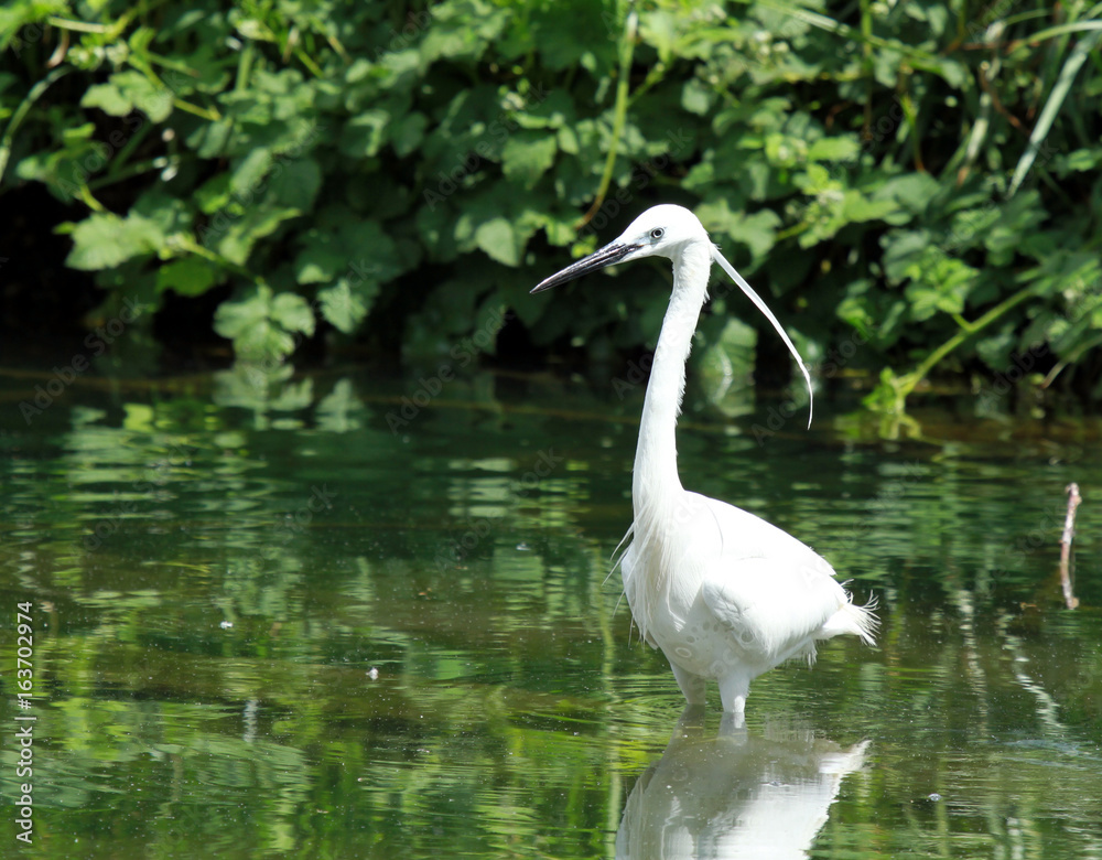 Naklejka premium aigrette garzette à la pêche