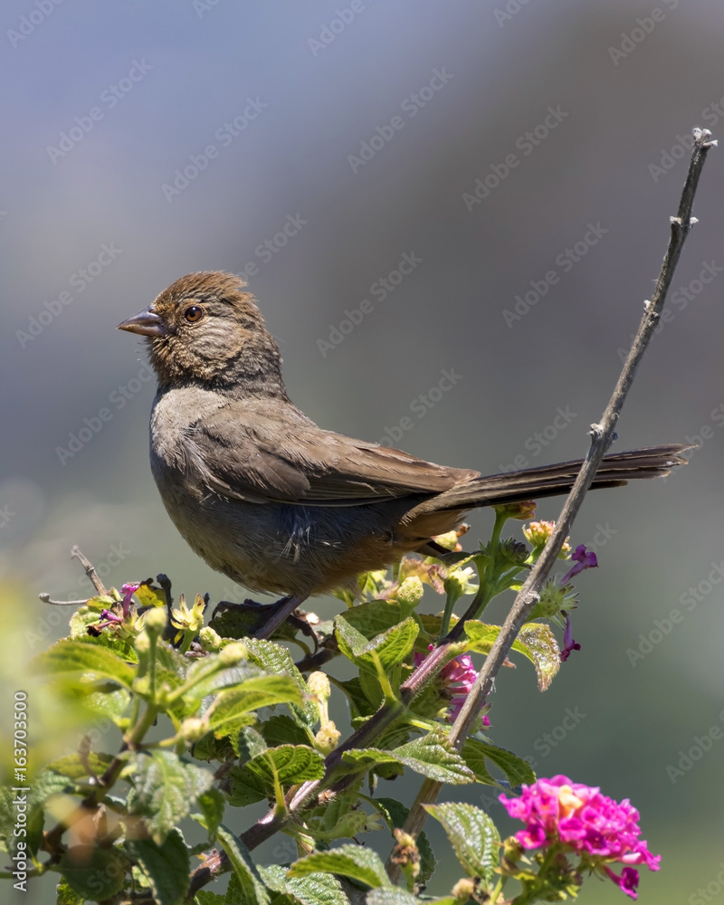 Obraz premium Bird on park bush perch in Los Angeles, California