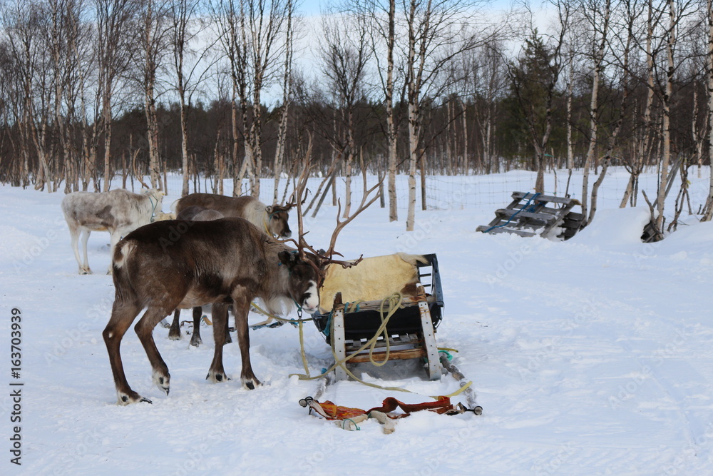 Cerf du pere noel . laponie finlandaise Cerf du pere noel . laponie finlandaise