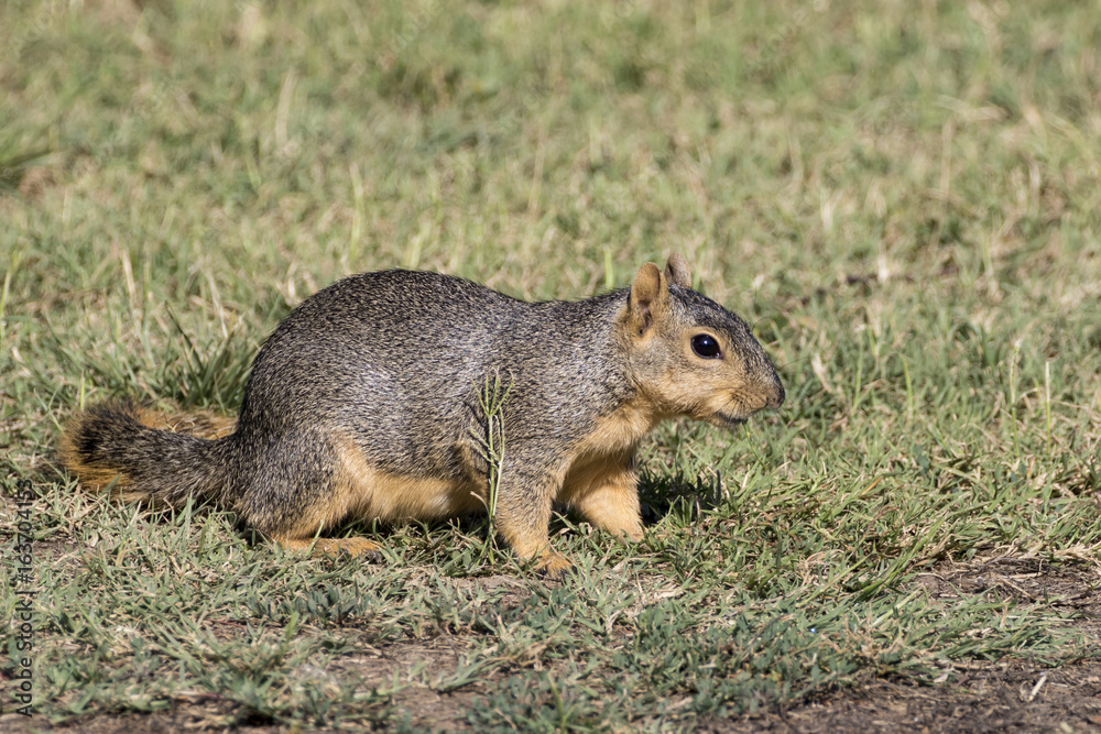 Squirrel at Los Angeles area park common animal at Balboa Lake Squirrel at Los Angeles area park common animal at Balboa Lake