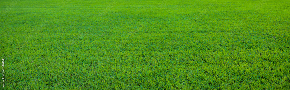 Fototapeta Tło piękny zielonej trawy wzór
