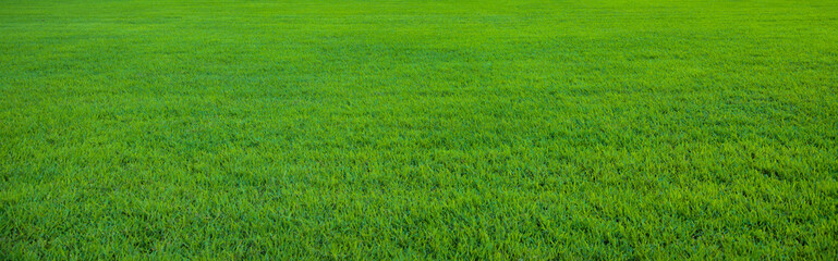 Acrylglasbilder Gras Grünes Grasmuster als Hintergrund  © konradbak
