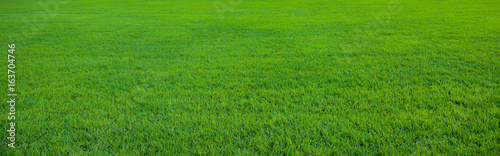 Obraz na plátně Background of beautiful green grass pattern