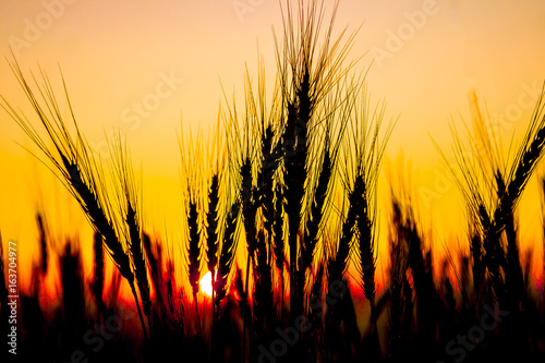 Silhouette of wheat on sunset background