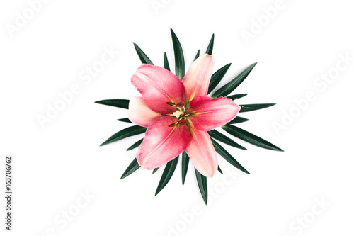 Beautiful pink lily isolated on white background.