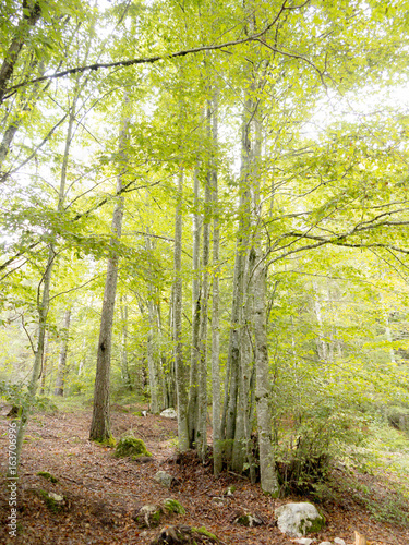 Asiago - Spring forest of fir trees photo