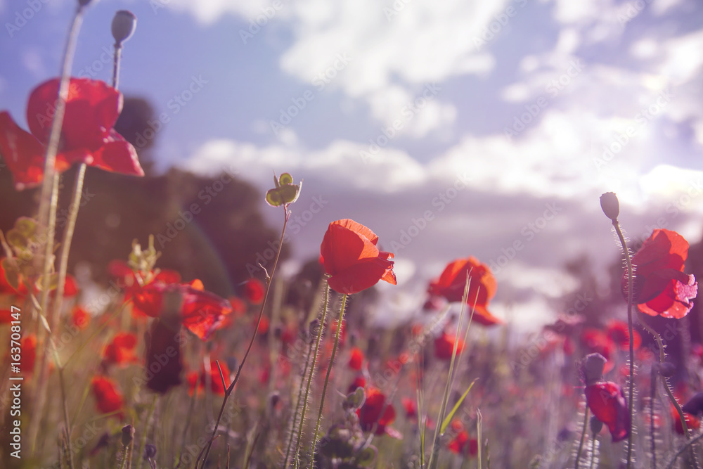 Obraz premium red poppies in the countryside, vintage style photo