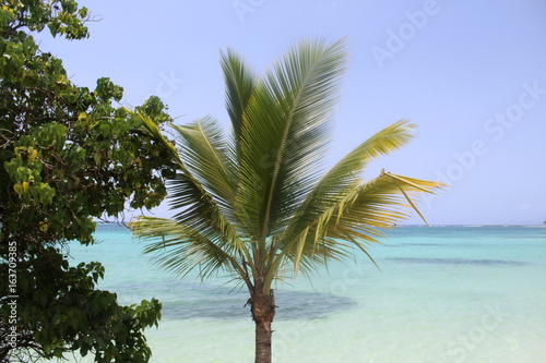 palmier sainte anne caraibes guadeloupe