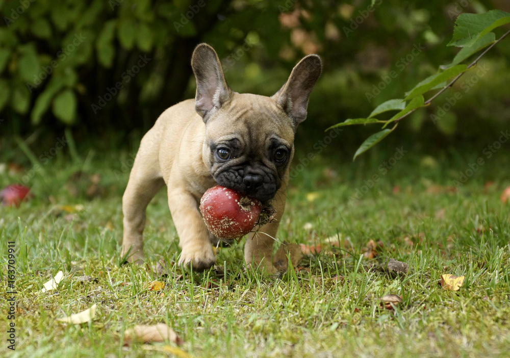 Chiot Bouledogue Francais Mange Une Pomme Stock Photo Adobe Stock