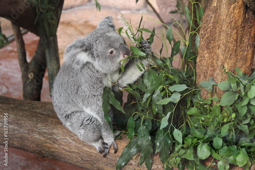 Photography koala zoo