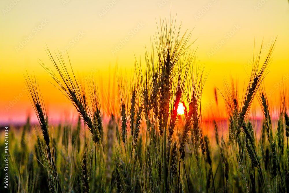 Fototapeta premium Silhouette of wheat on sunset background