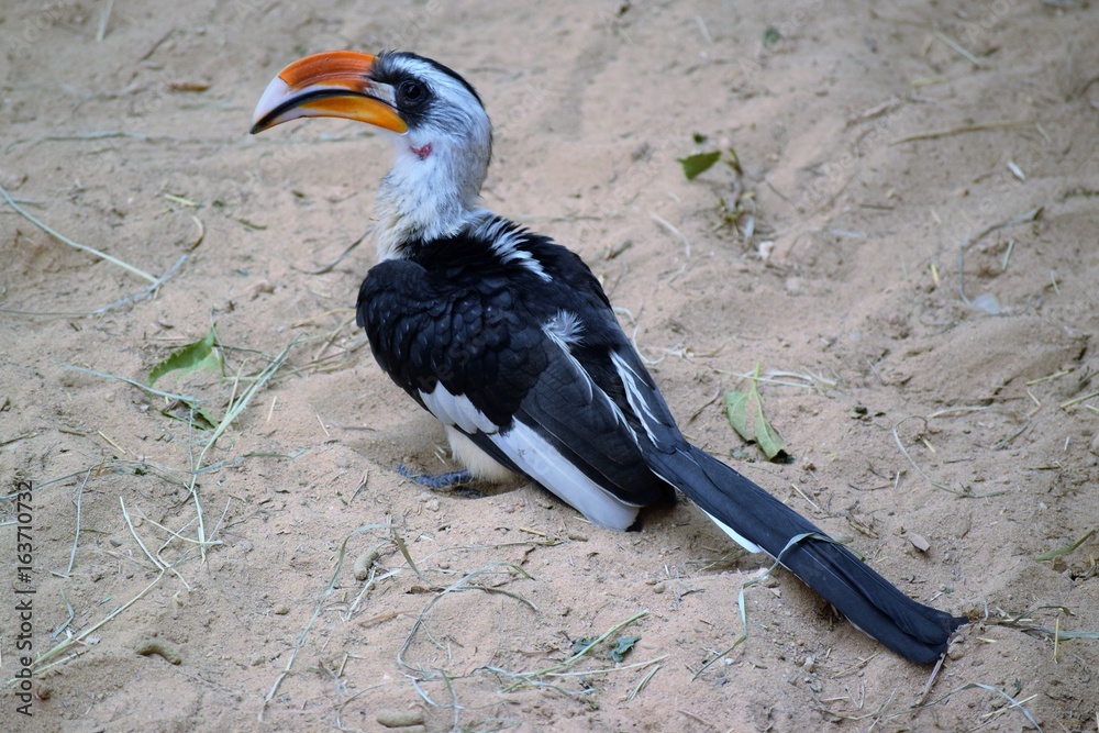 Obraz premium oiseau