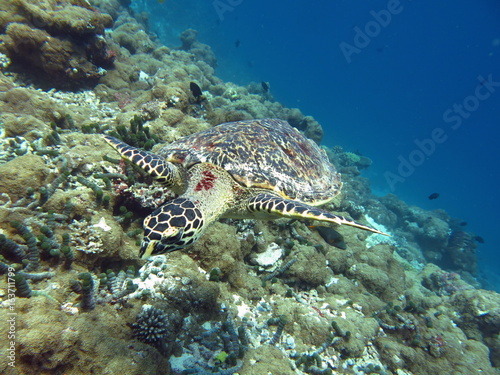 Maldives, Sea Turtle.  photo