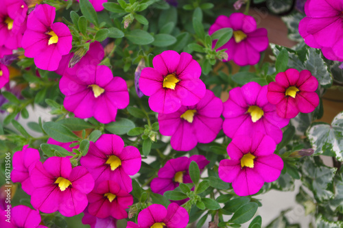 pink purple beautiful flowers full composition garden romance