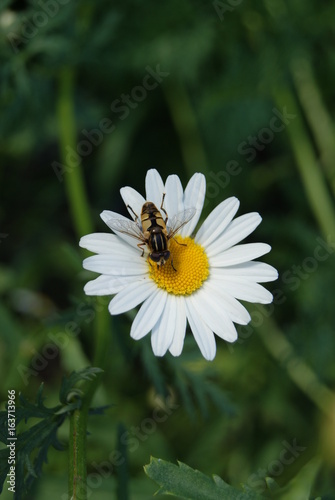 A hover fly on a white daisy