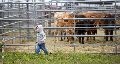 Cattle for the rodeo eye Cash as he inspects the grounds