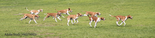 meute de chiens de chasse à courre