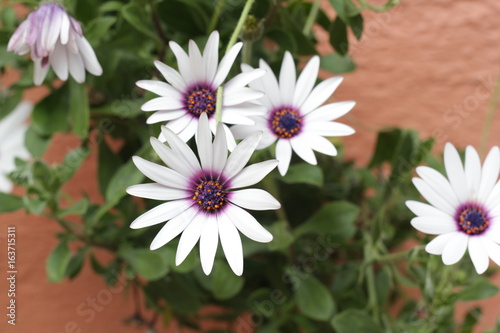 White flowers with purple center