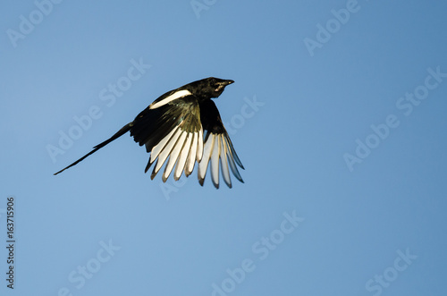 Black-Billed Magpie Flying in a Blue Sky