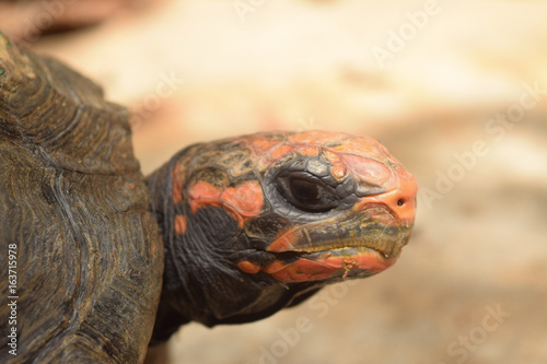 Tortoise Staring at Camera