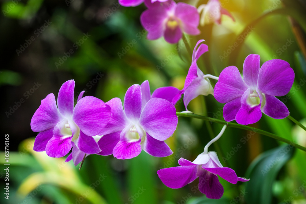 Orchids of sufficient size. Purple or pink flowers blooming in the garden. Dendrobium is a huge genus of orchids Orchids of sufficient size. Purple or pink flowers blooming in the garden. Dendrobium is a huge genus of orchids