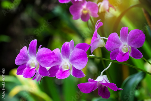 Orchids of sufficient size. Purple or pink flowers blooming in the garden. Dendrobium is a huge genus of orchids